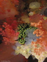 Nudibranch - Malapascua, Philippines by Eugene Lim 